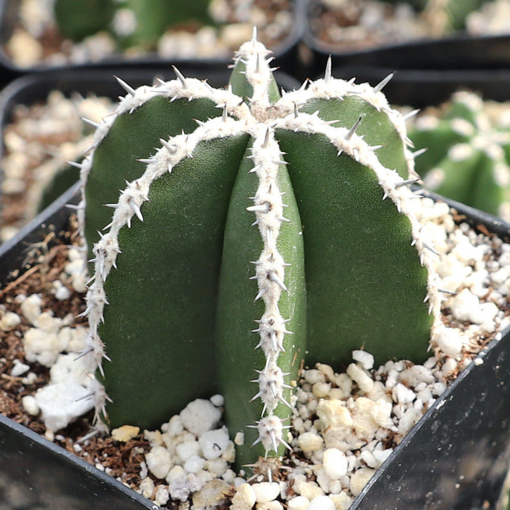 Pachycereus marginatus - Mexican Fence Post Cactus