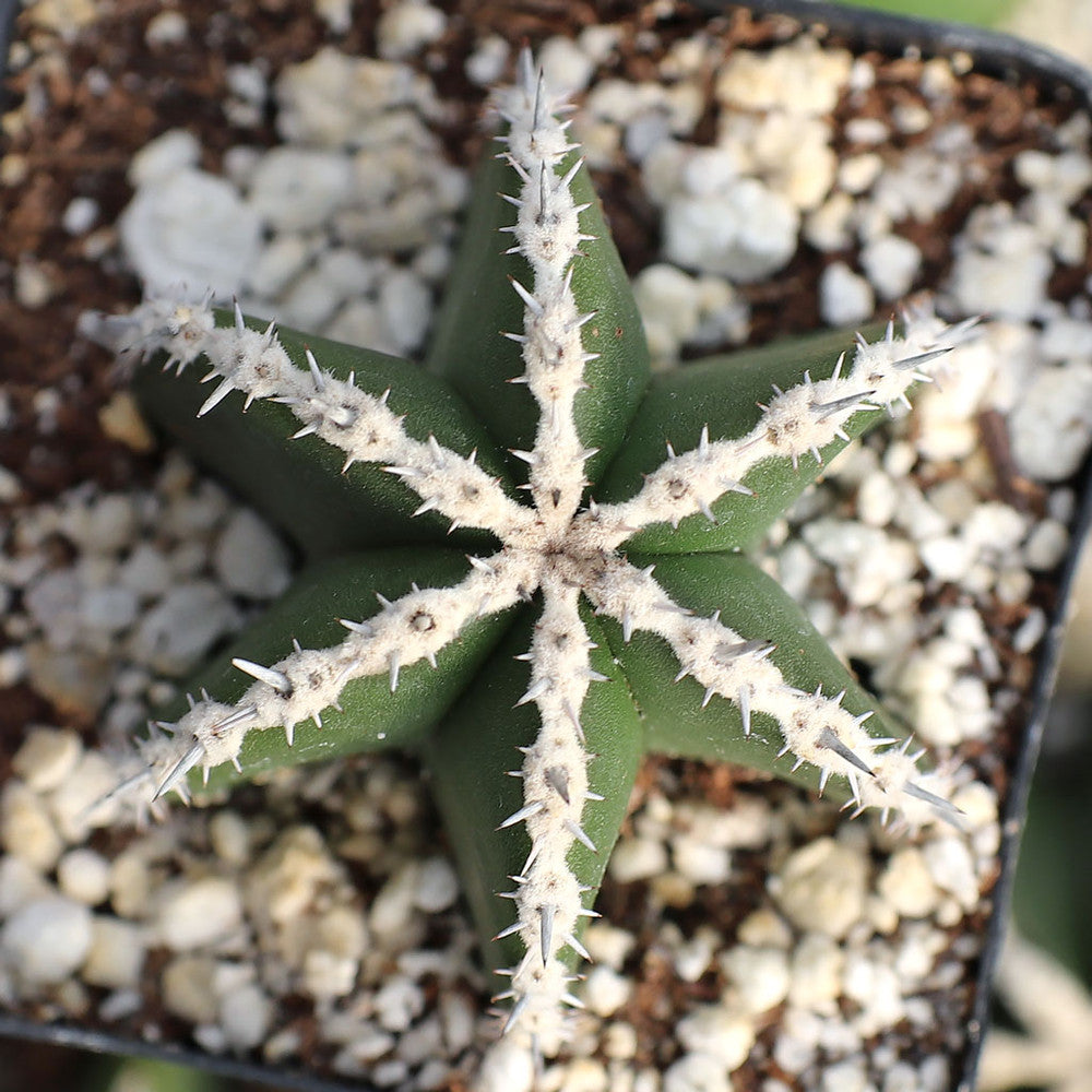 Pachycereus marginatus - Mexican Fence Post Cactus