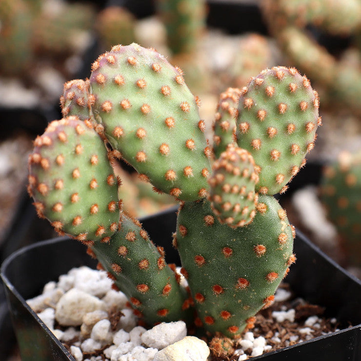 Opuntia rufida f. monstrosa - Mini Cinnamon Cactus [large] [bare root]