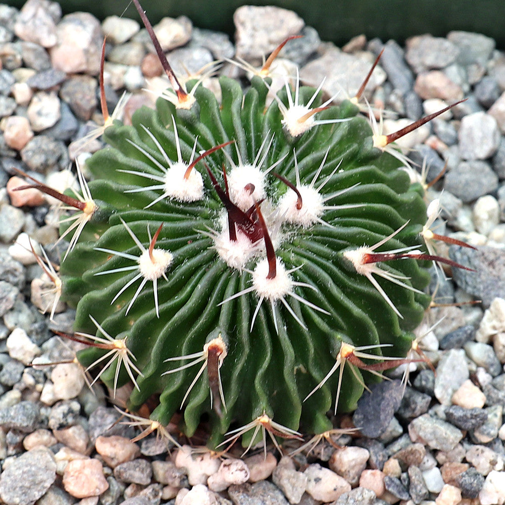 Stenocactus multicostatus - Brain Cactus [large]
