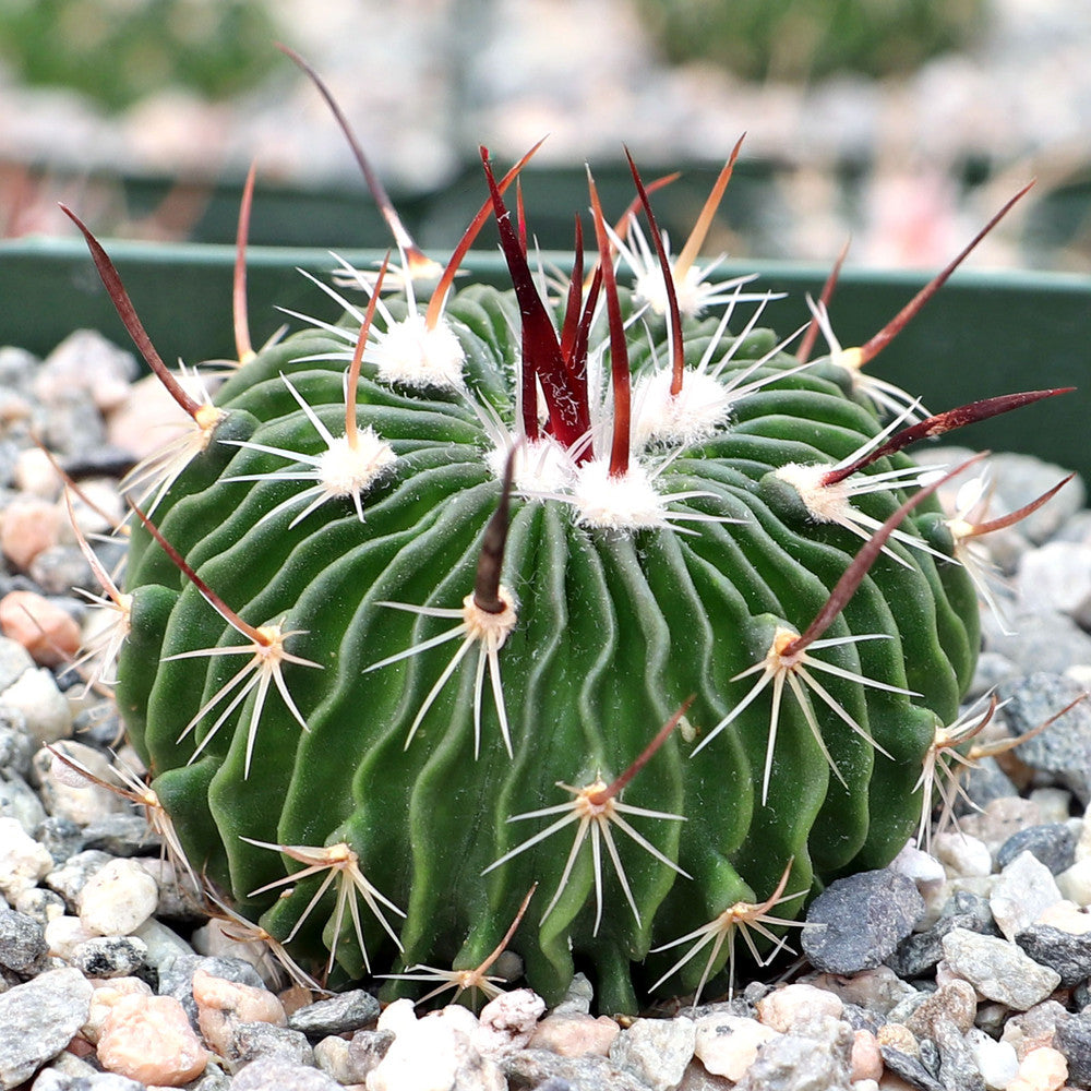 Stenocactus multicostatus - Brain Cactus [large]