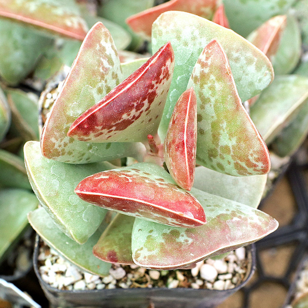 Adromischus triflorus 'Calico Hearts'