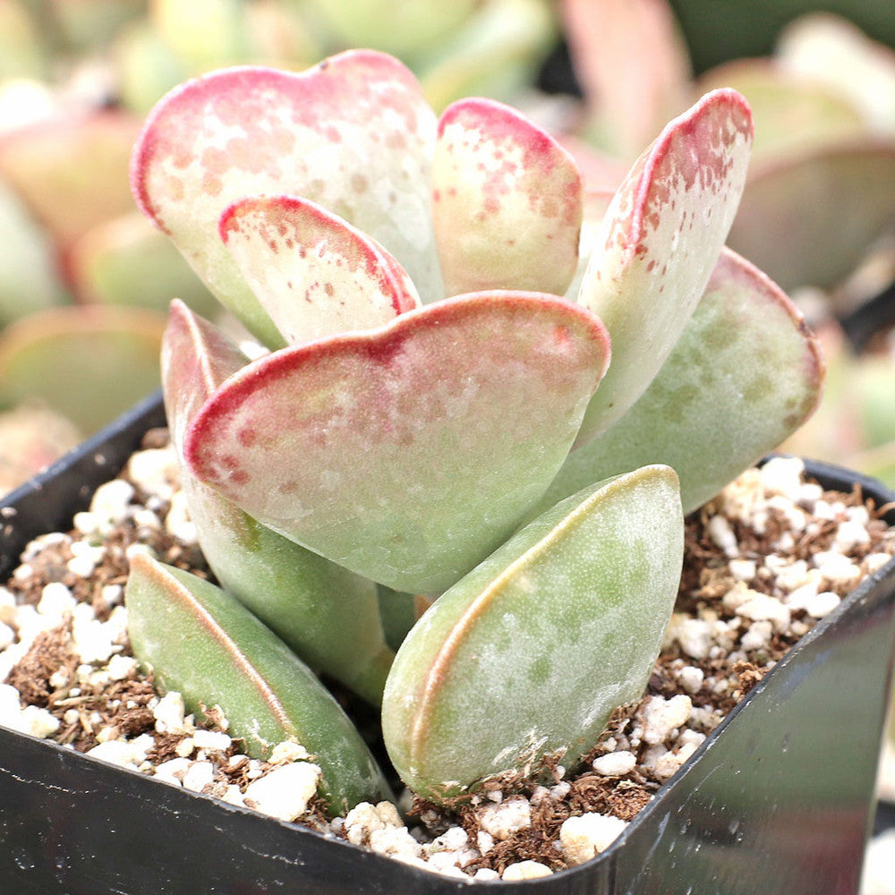 Adromischus triflorus 'Calico Hearts'