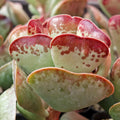Adromischus triflorus 'Calico Hearts'