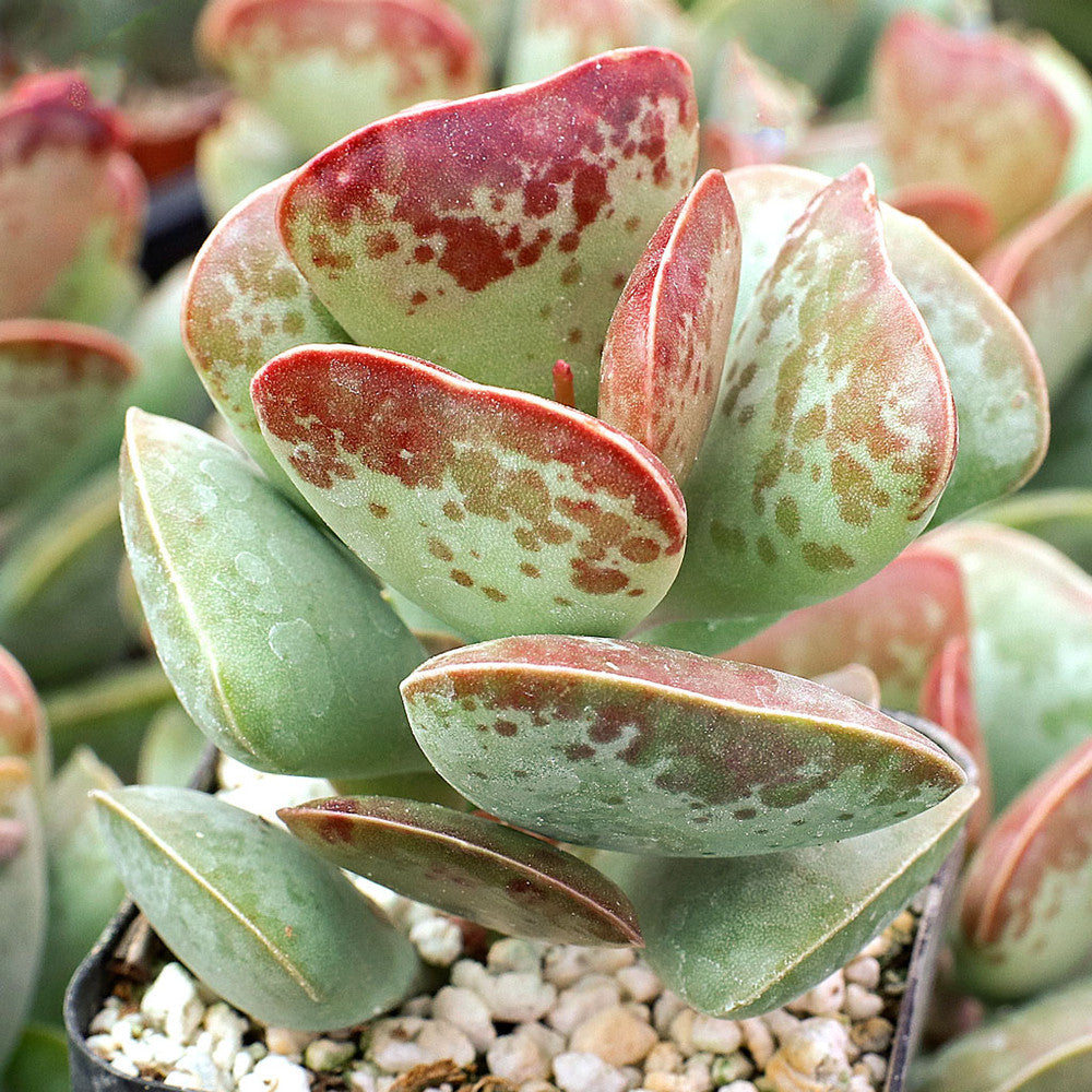Adromischus triflorus 'Calico Hearts'