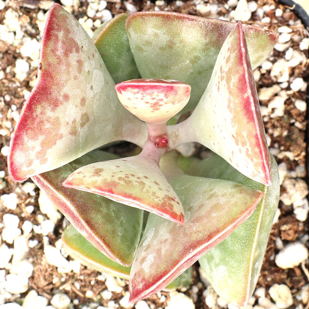 Adromischus triflorus 'Calico Hearts'