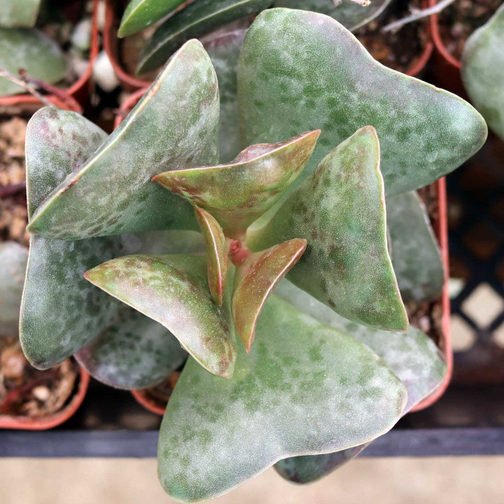 Adromischus triflorus 'Calico Hearts'