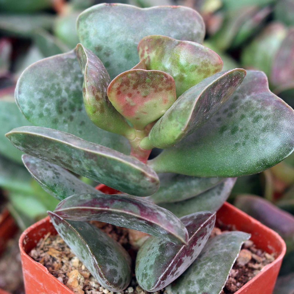 Adromischus triflorus 'Calico Hearts'