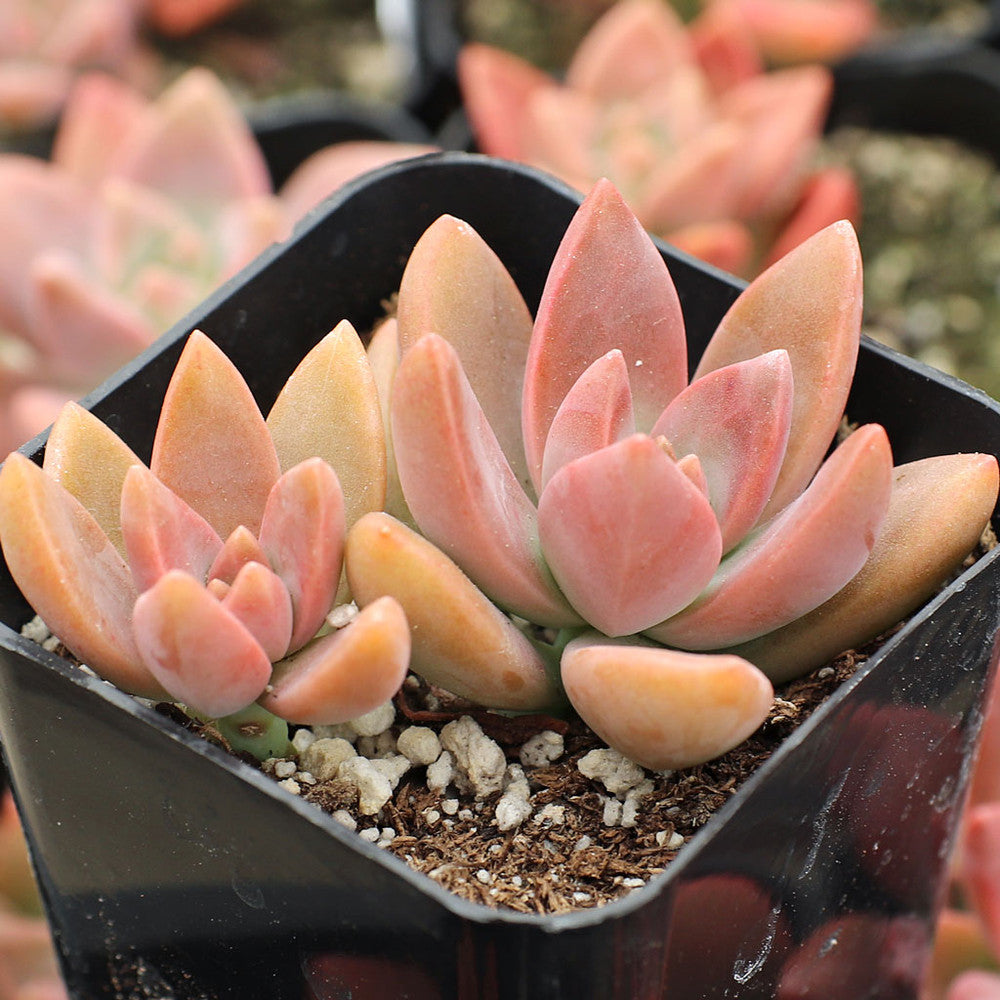 Graptosedum 'California Sunset'