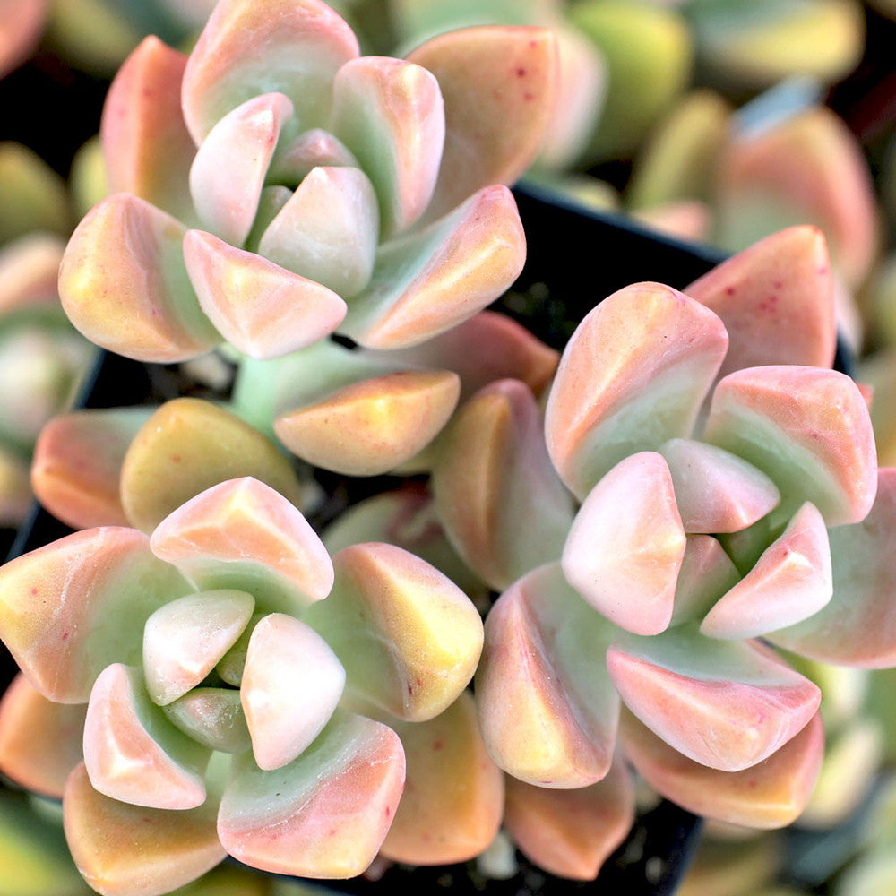 Graptosedum 'California Sunset'