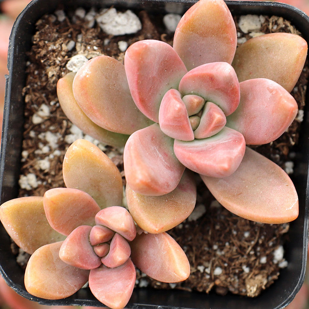 Graptosedum 'California Sunset'