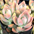 Graptosedum 'California Sunset'