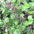 Callisia repens - Turtle Vine