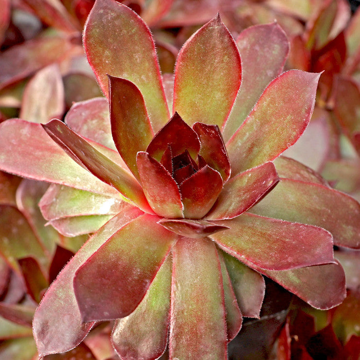 Chick Charms® Giant Copper Canyon™ [extra large]