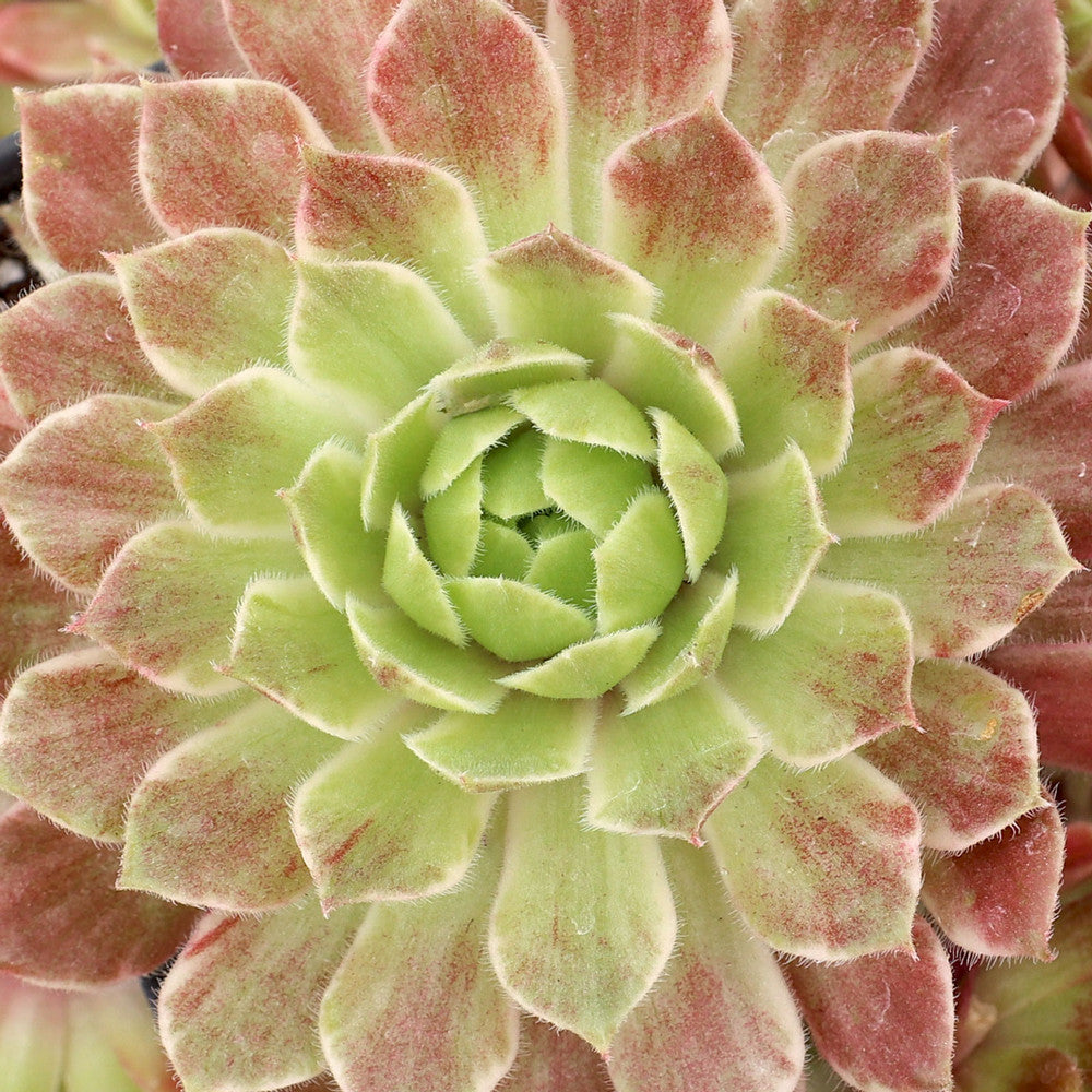 Chick Charms® Lotus Blossom™