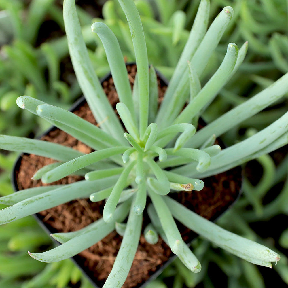 Senecio vitalis 'Serpents' - Blue Chalk Fingers