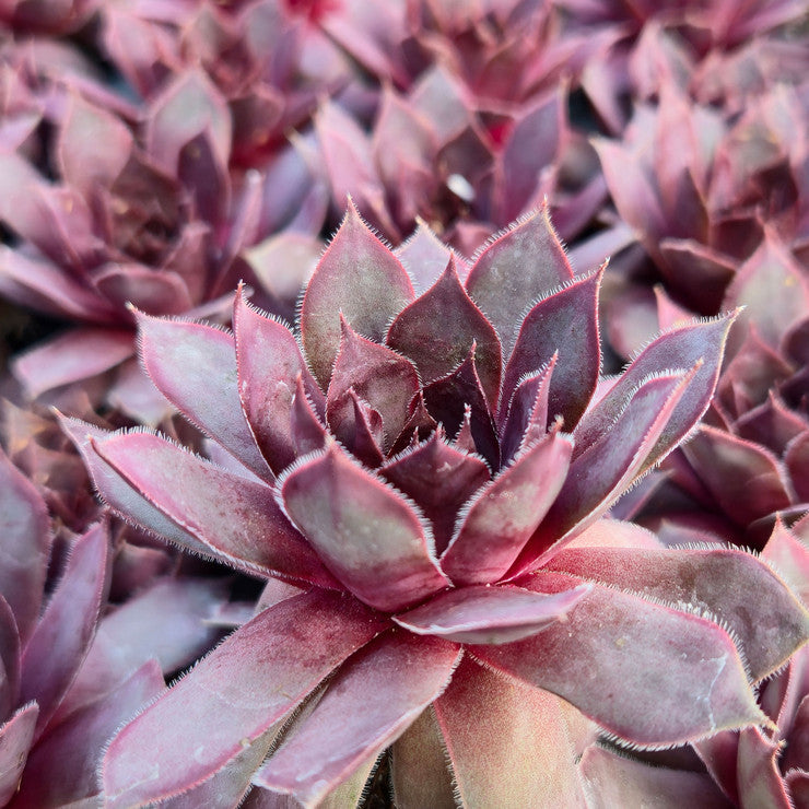 Chick Charms® Giant Pink Sapphire™ [large]