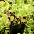 Sedum tetractinum 'Coral Reef' - Chinese Stonecrop