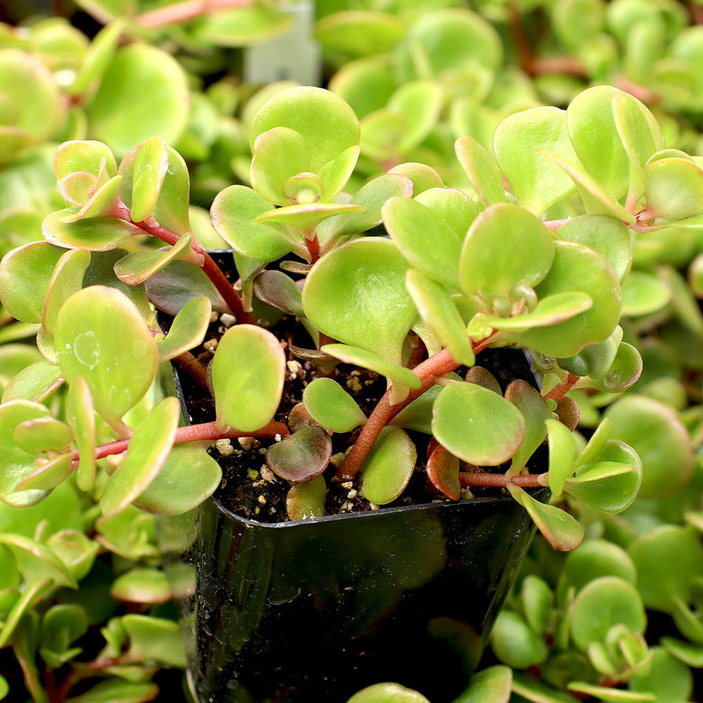 Sedum tetractinum 'Coral Reef' - Chinese Stonecrop