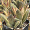 Kalanchoe tomentosa 'Chocolate Soldier'