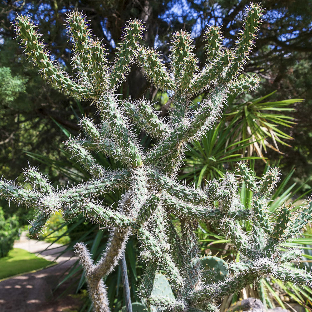 Opuntia Cylindropuntia imbricata - Devil's Rope [unrooted] [7-9"]