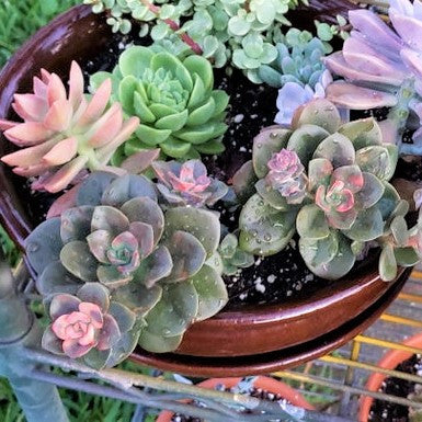 Echeveria 'Chroma'