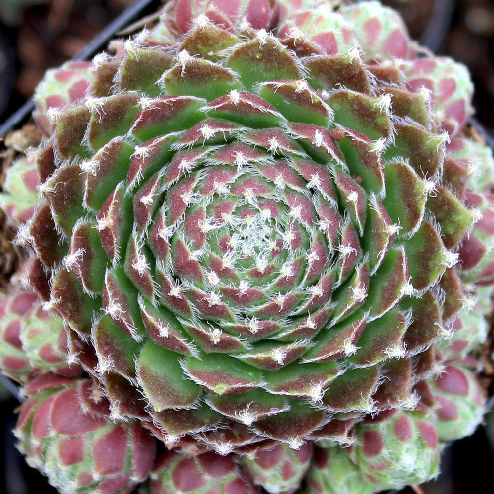 Sempervivum 'Jeanne d'Arc'