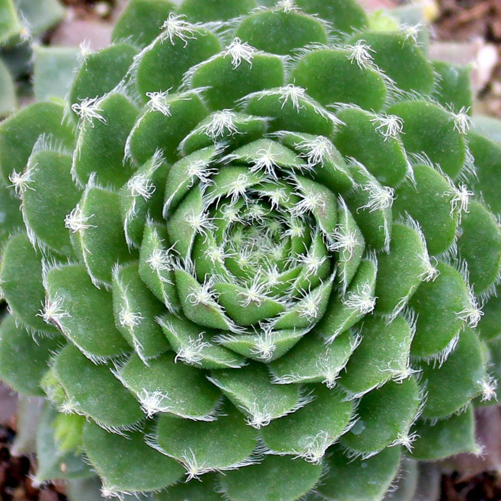 Sempervivum 'Jeanne d'Arc'