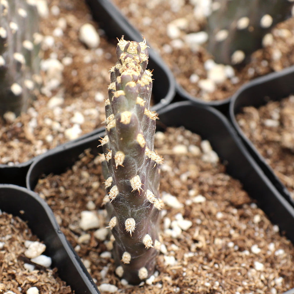 Consolea rubescens - Roadkill Cactus