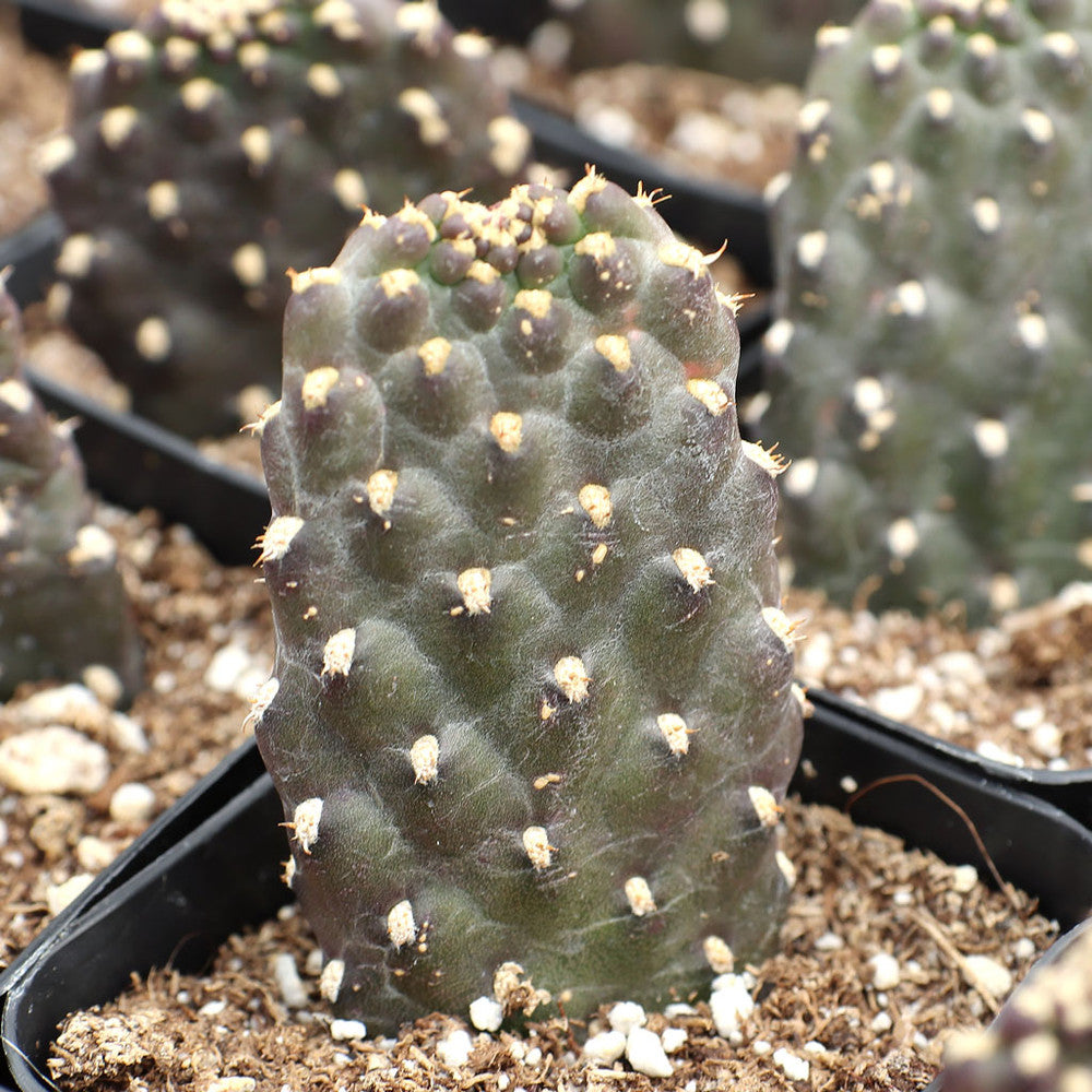 Consolea rubescens - Roadkill Cactus
