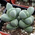 Corpuscularia lehmannii - Ice Plant