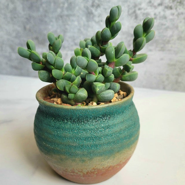 Corpuscularia lehmannii - Ice Plant