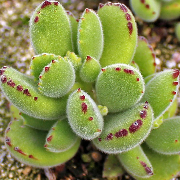 Cotyledon tomentosa - Bear's Paw