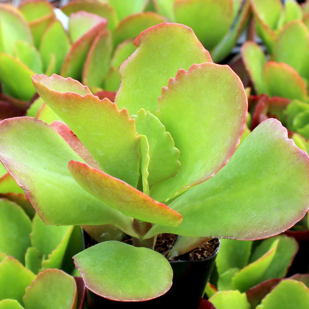 Kalanchoe 'Vivien' [large]