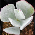 Cotyledon orbiculata - Pig's Ear