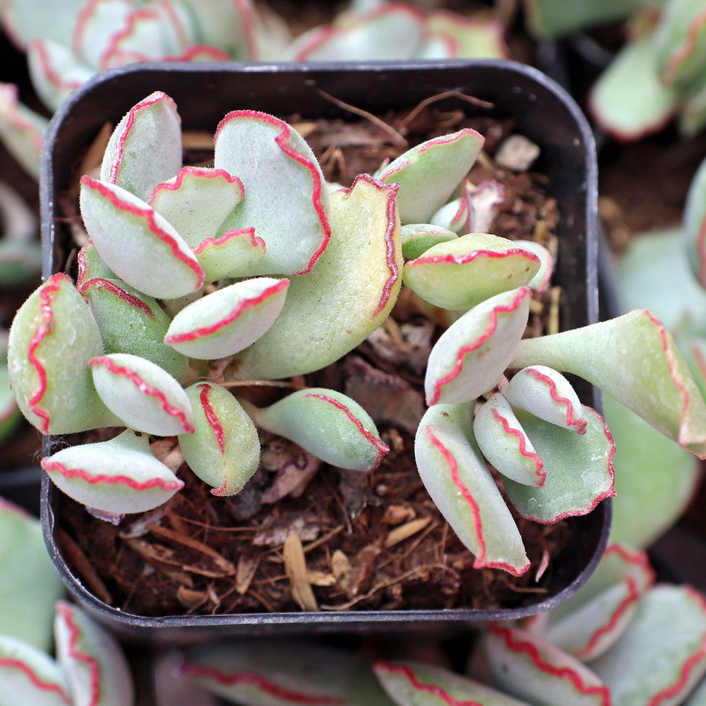 Cotyledon 'Choco Line'