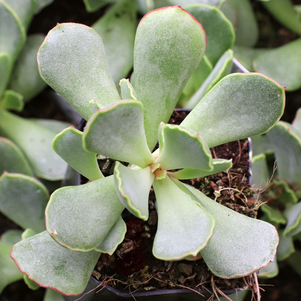 Cotyledon 'Choco Line'