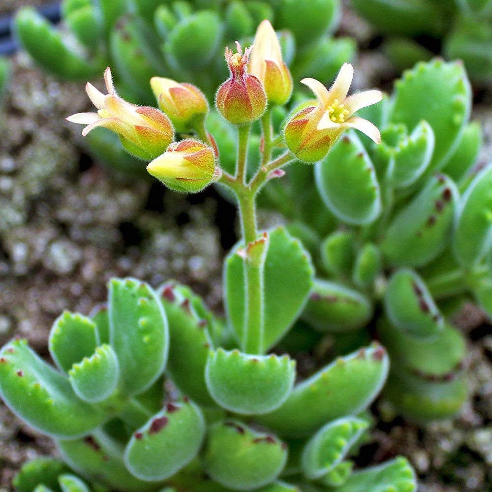 Cotyledon tomentosa - Bear's Paw