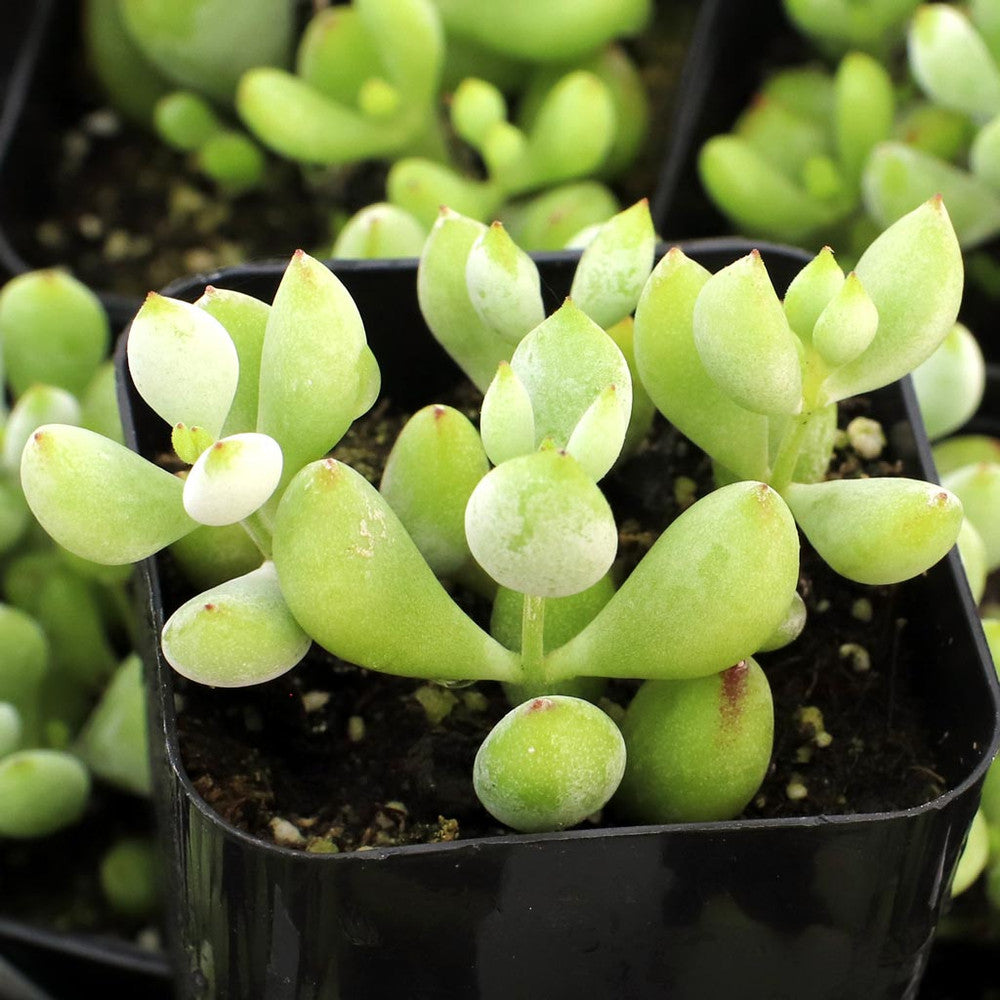 Cotyledon pendens - Cliff Cotyledon