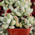 Cotyledon pendens - Cliff Cotyledon