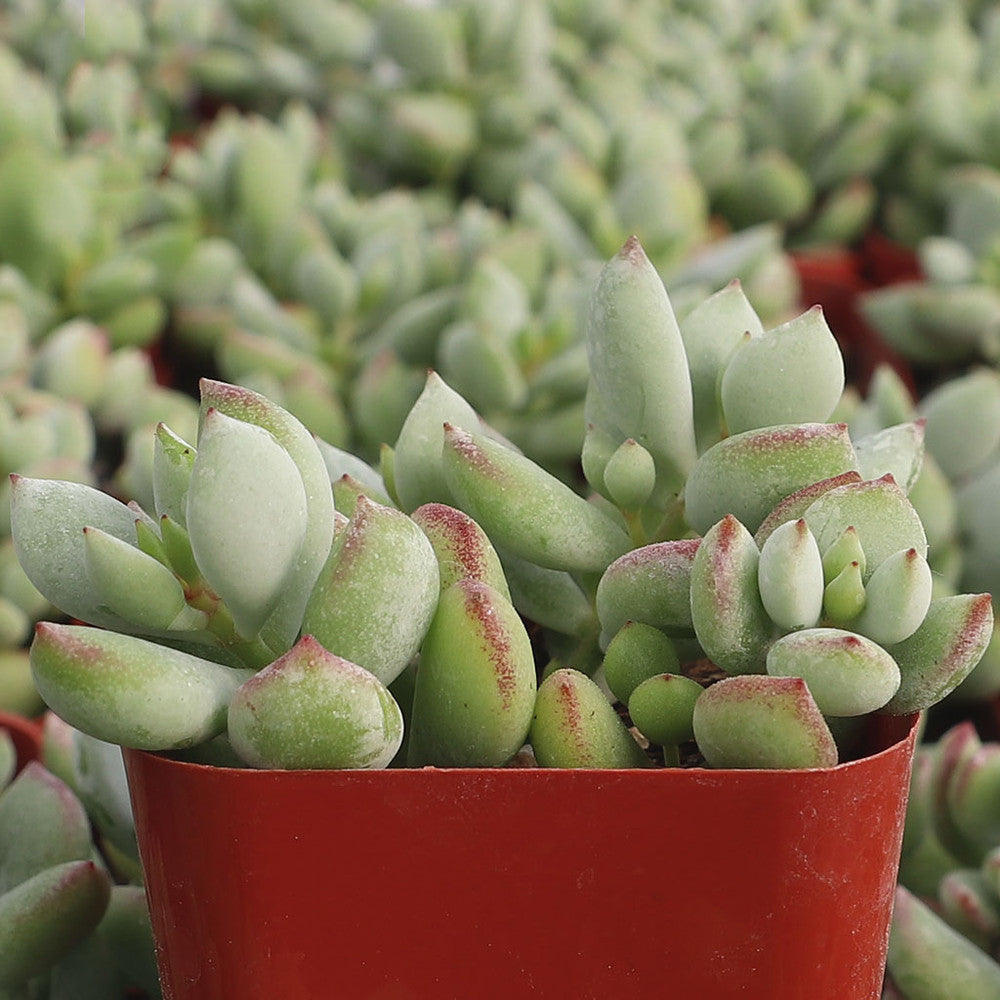 Cotyledon pendens - Cliff Cotyledon