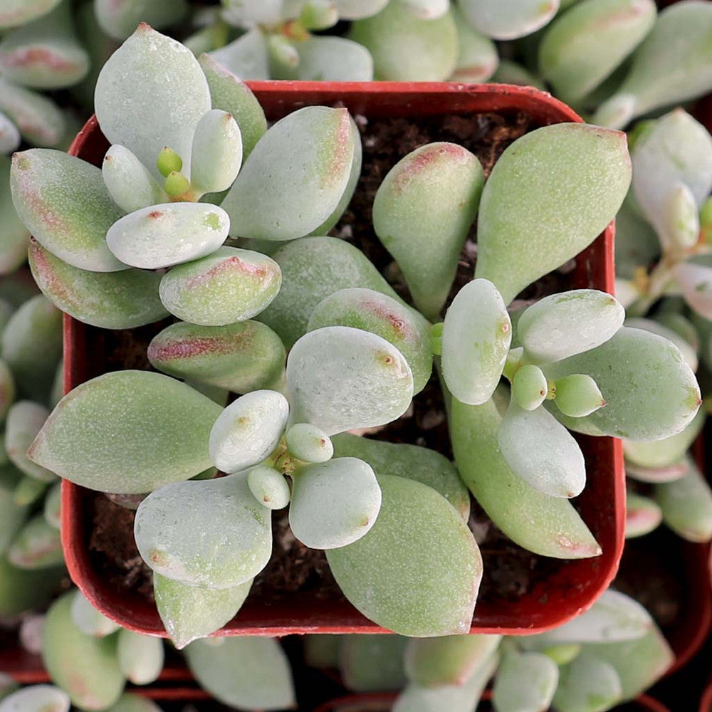 Cotyledon pendens - Cliff Cotyledon