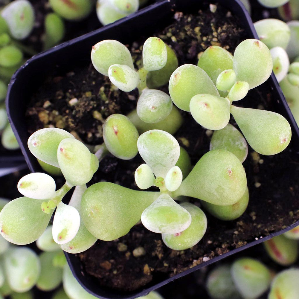 Cotyledon pendens - Cliff Cotyledon