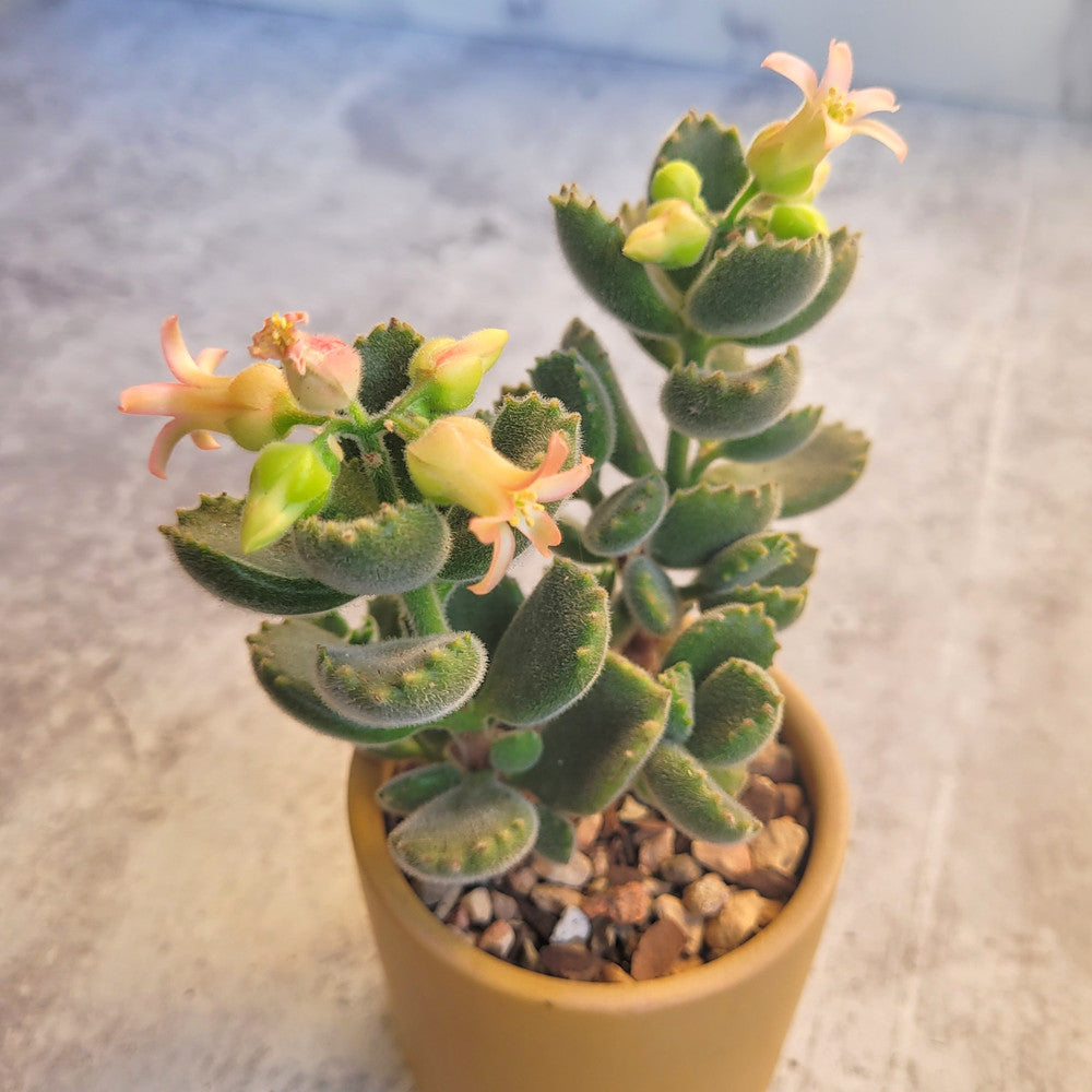 Cotyledon tomentosa - Bear's Paw