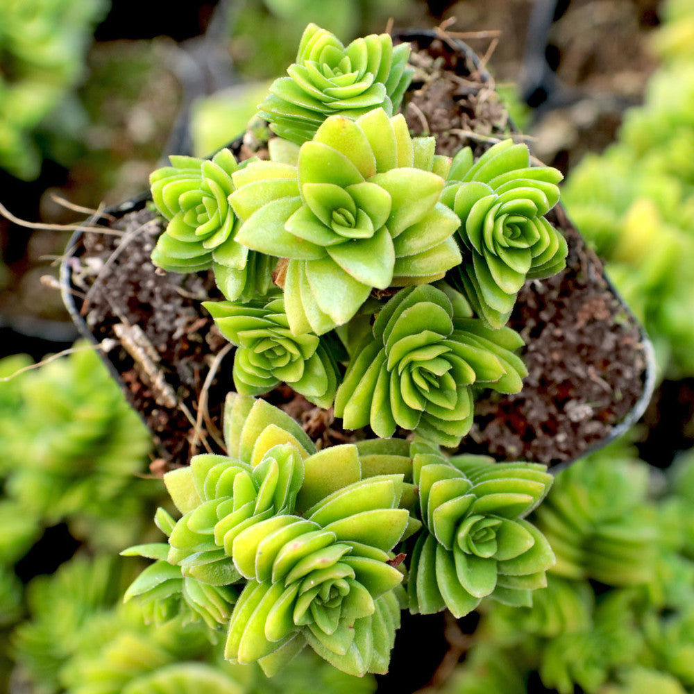 Crassula 'Spiralis Estagnol'