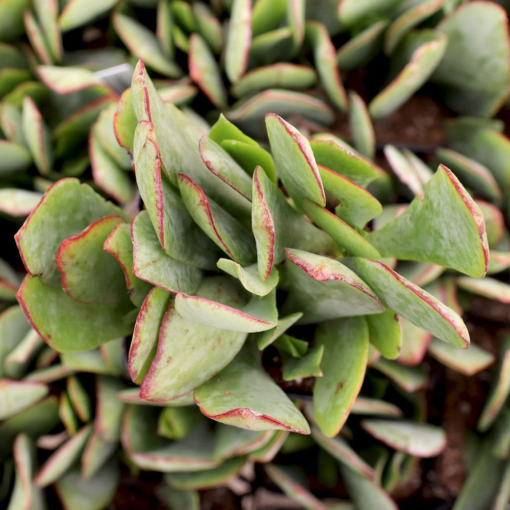 Crassula arborescens 'Blue Hale' Jade