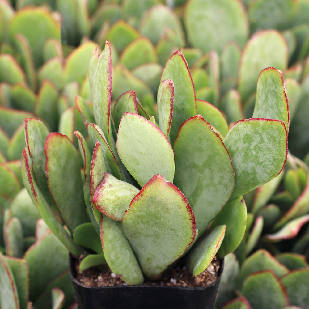 Crassula arborescens 'Blue Hale' Jade