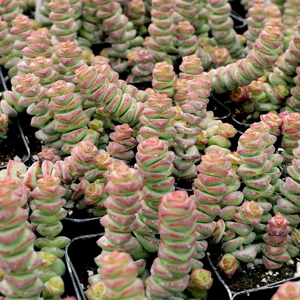 Crassula 'Baby's Necklace'