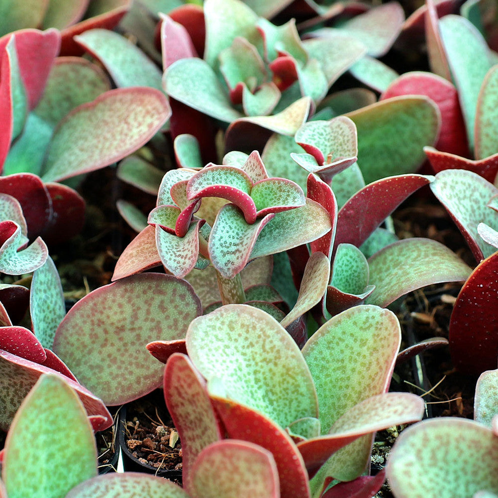 Crassula multicava - Fairy Crassula