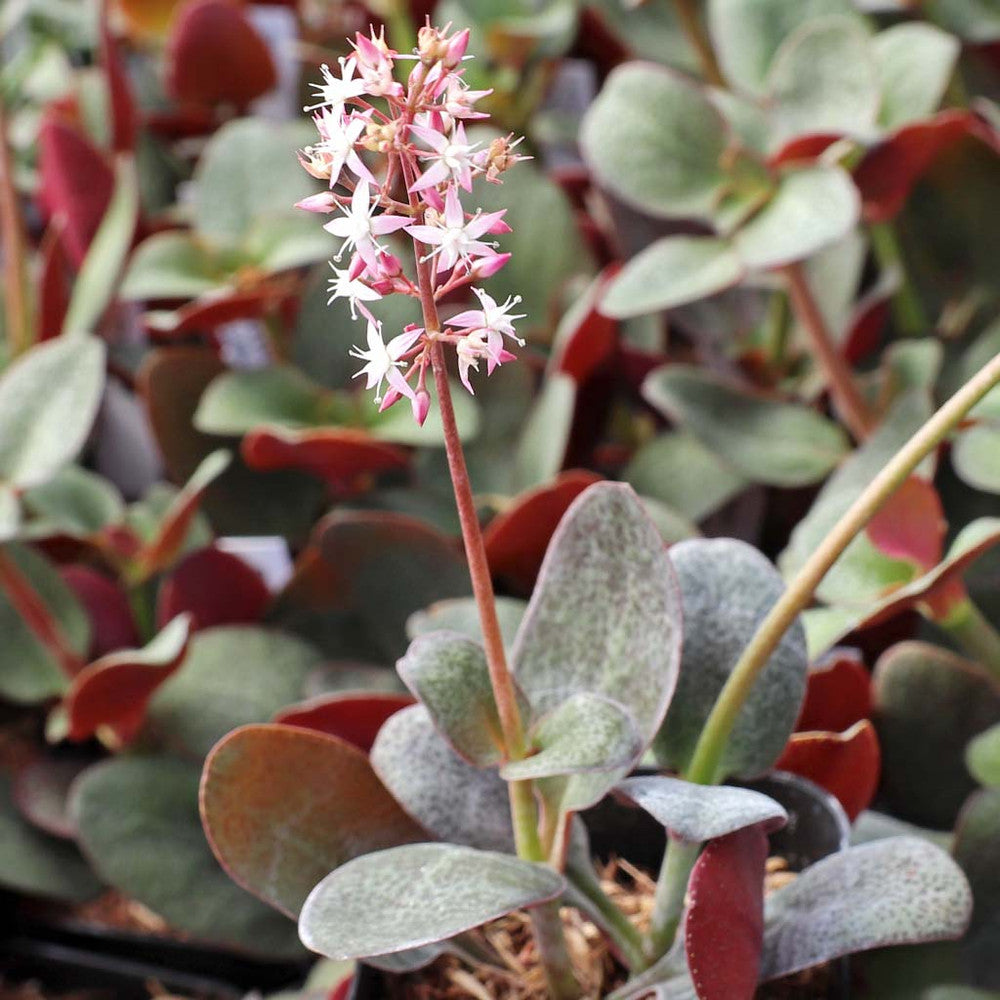Crassula multicava - Fairy Crassula